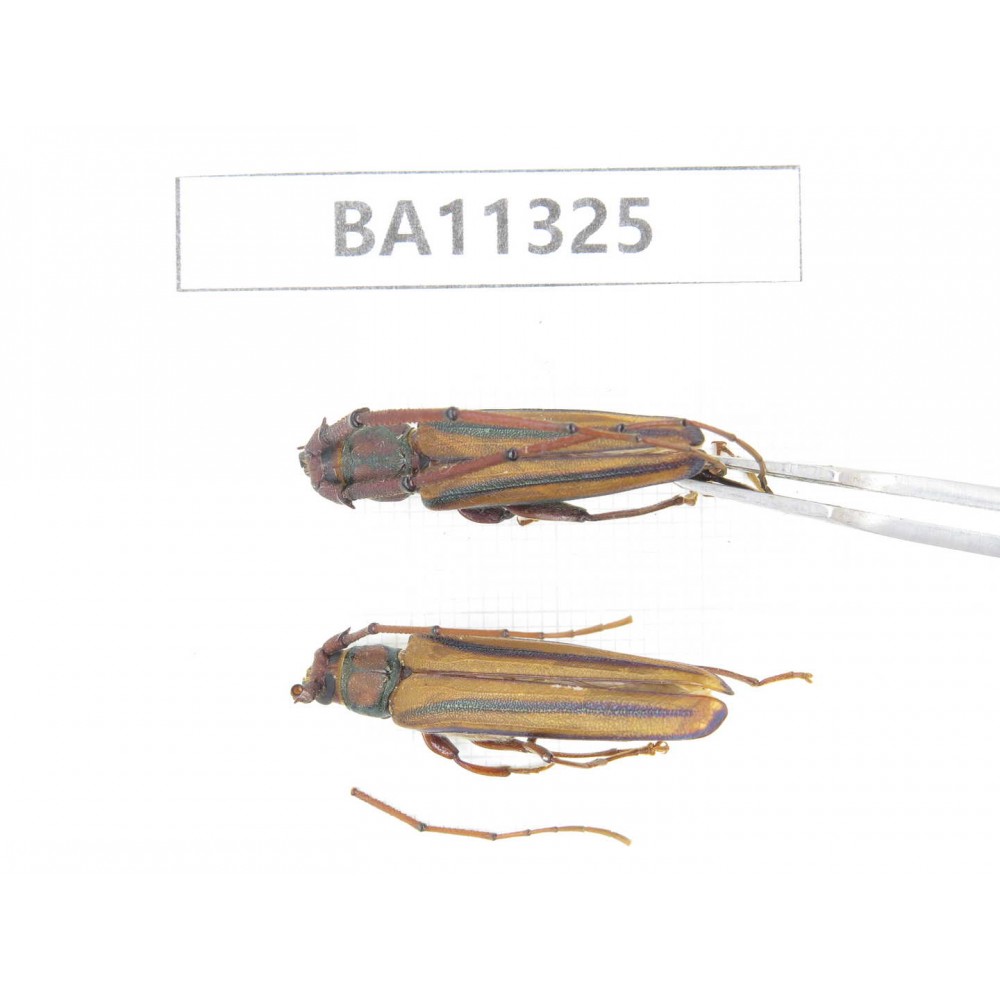 Cerambycidae sp. China, Yunnan, Dali, S of Mt.Cangshan.2Pcs. BA11325.