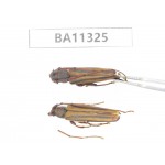 Cerambycidae sp. China, Yunnan, Dali, S of Mt.Cangshan.2Pcs. BA11325.