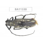 Cerambycidae sp. China, Yunnan, Honghe, Pingbian county.1Pcs. BA11330.