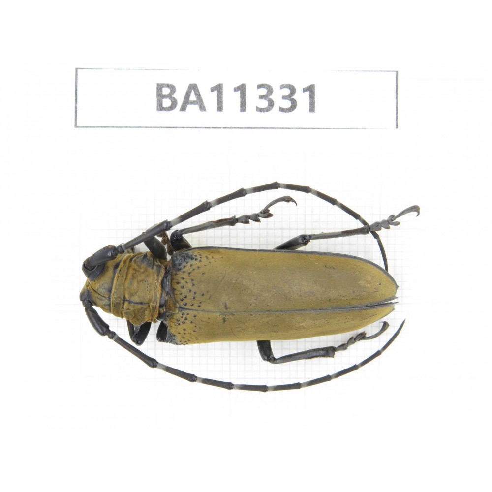 Cerambycidae sp. China, Yunnan, Honghe, Pingbian county.1Pcs. BA11331.