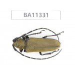 Cerambycidae sp. China, Yunnan, Honghe, Pingbian county.1Pcs. BA11331.