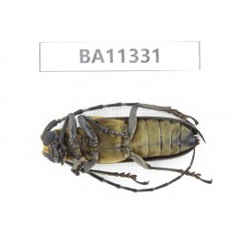 Cerambycidae sp. China, Yunnan, Honghe, Pingbian county.1Pcs. BA11331.