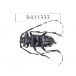 Cerambycidae sp. China, Yunnan, Honghe, Pingbian county.1Pcs. BA11333.