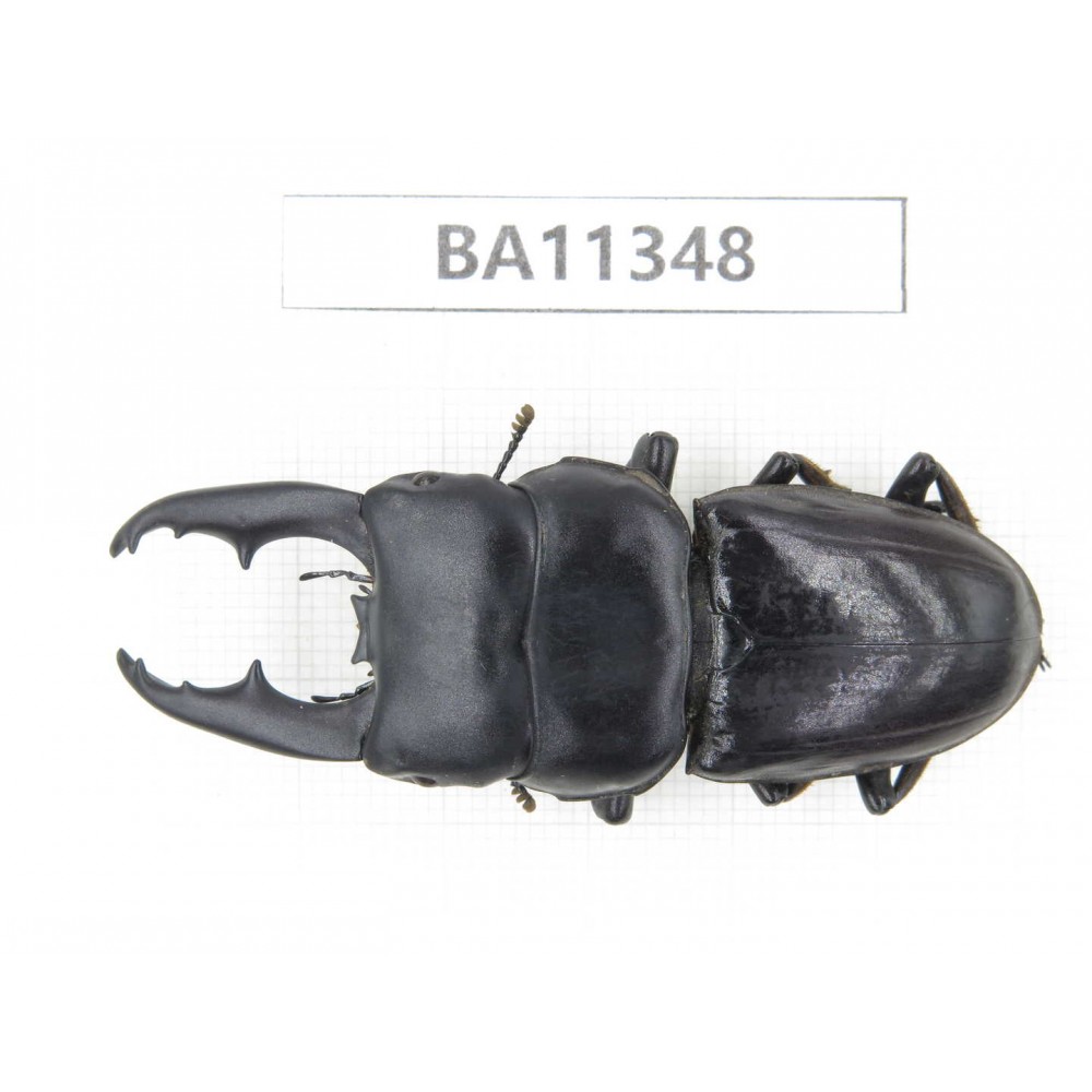 Dorcus sp. China, Yunnan, Honghe, Jinping county.1M. BA11348.
