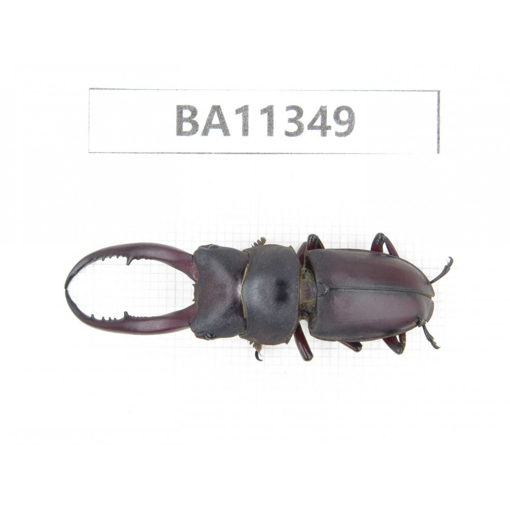 Prosopocoilus sp. China,  Yunnan, Honghe, Jinping county.1M. BA11349.