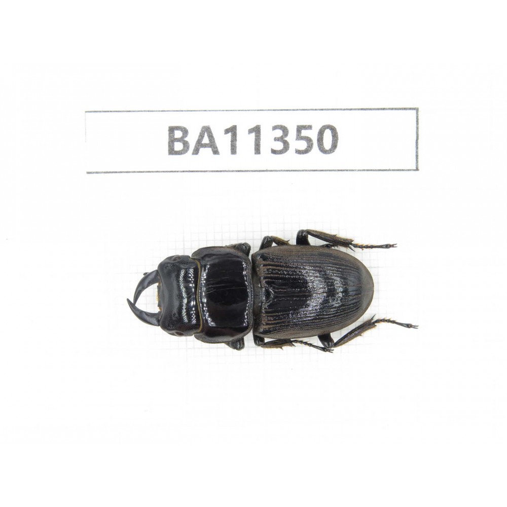 Dorcus sp. China, Yunnan, Honghe, Jinping county.1M. BA11350.