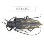 Cerambycidae sp. China, Yunnan, Honghe, Jinping county. 1Pcs. BA11352.