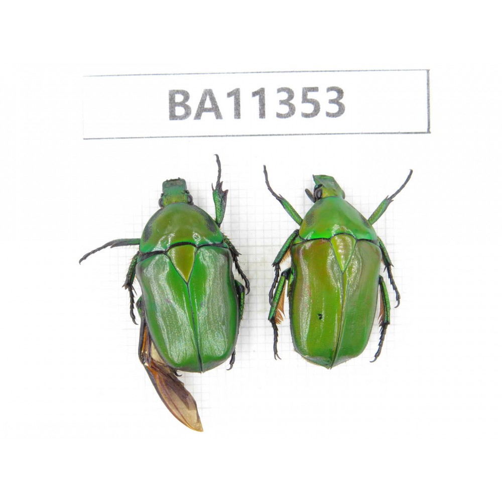 Cetoniidae sp. China, Yunnan, Honghe, Jinping county. 2Pcs. BA11353.