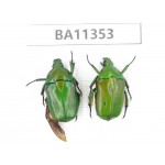 Cetoniidae sp. China, Yunnan, Honghe, Jinping county. 2Pcs. BA11353.