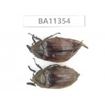 Melolonthidae sp. China, Yunnan, Baoshan, Tengchong. 2Pcs. BA11354.