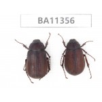 Melolonthidae sp. China, Yunnan, Baoshan, Tengchong. 2Pcs. BA11356.