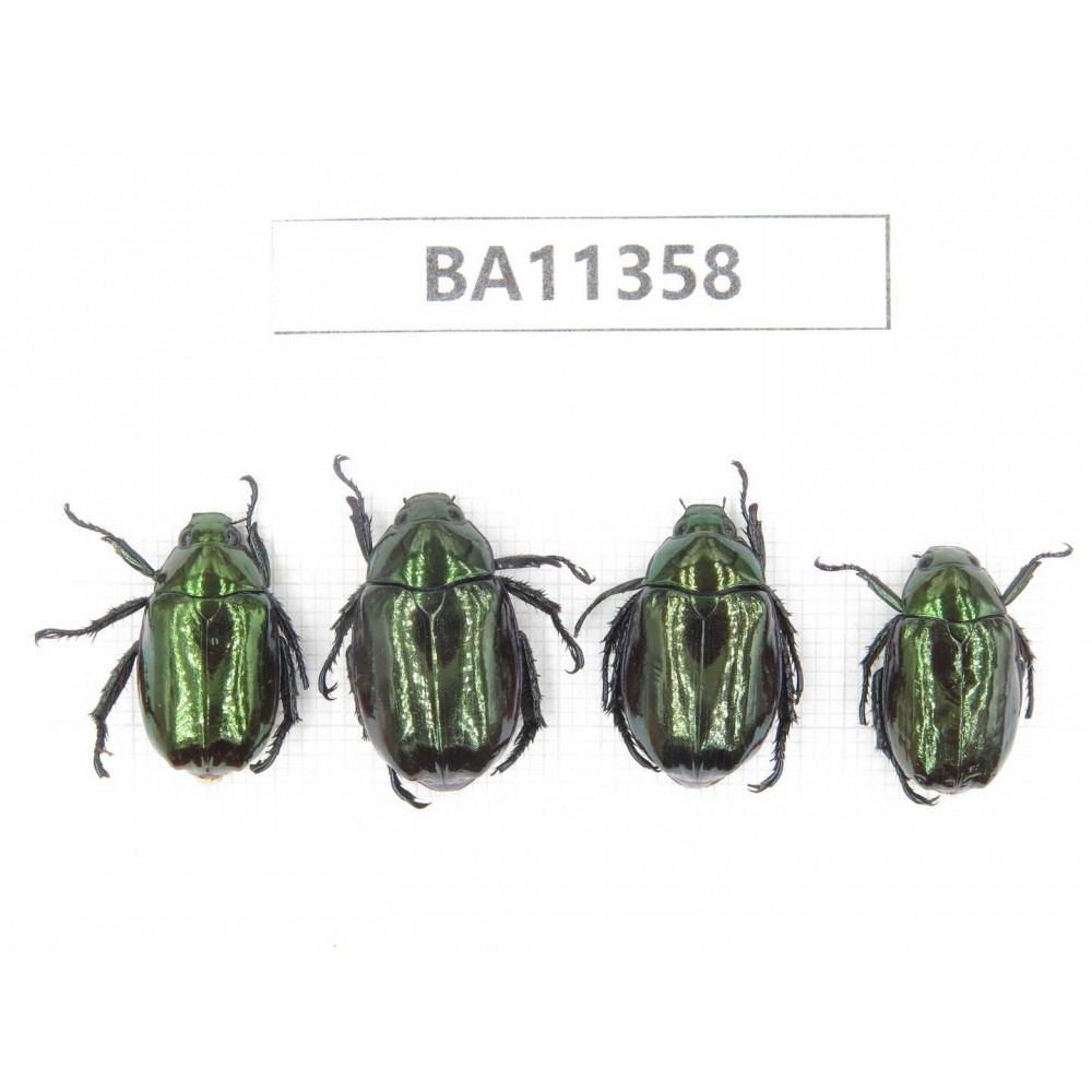 Rutelidae sp. China, Yunnan, Baoshan, Tengchong. 4Pcs. BA11358.