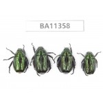 Rutelidae sp. China, Yunnan, Baoshan, Tengchong. 4Pcs. BA11358.