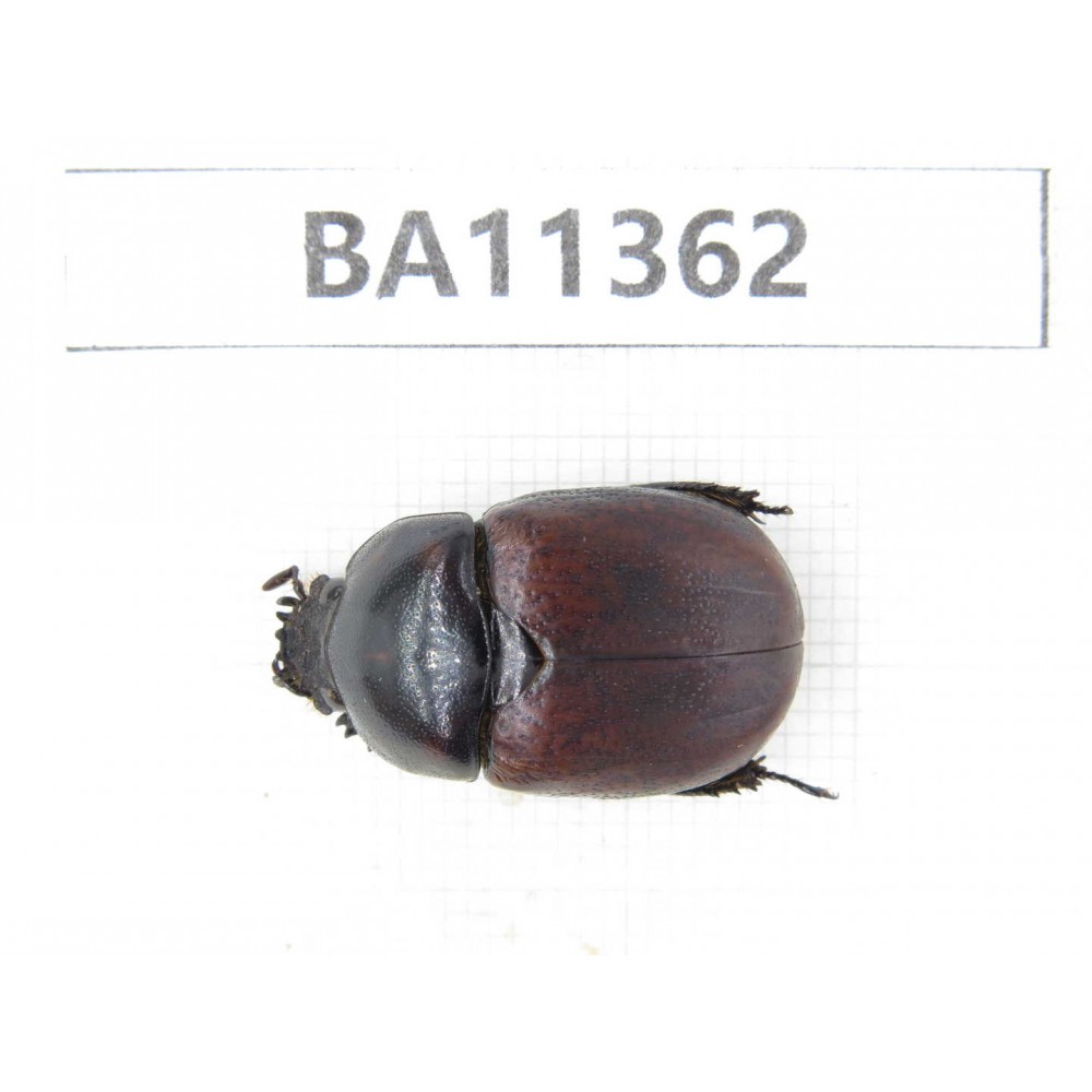 Rutelidae sp. China, Yunnan, Baoshan, Tengchong. 1Pcs. BA11362.