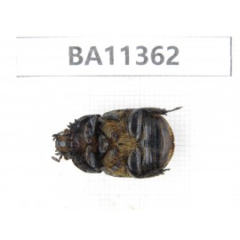 Rutelidae sp. China, Yunnan, Baoshan, Tengchong. 1Pcs. BA11362.