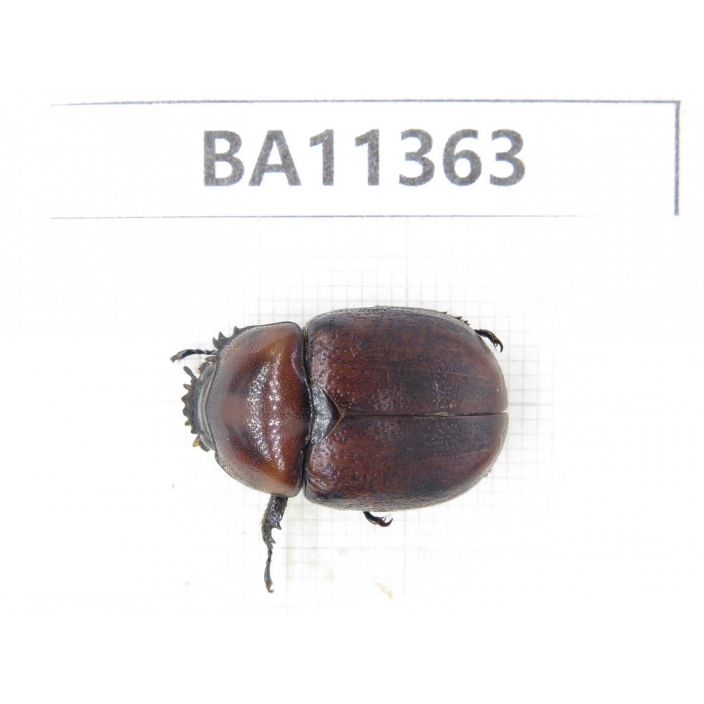 Rutelidae sp. China, Yunnan, Baoshan, Tengchong. 1Pcs. BA11363.