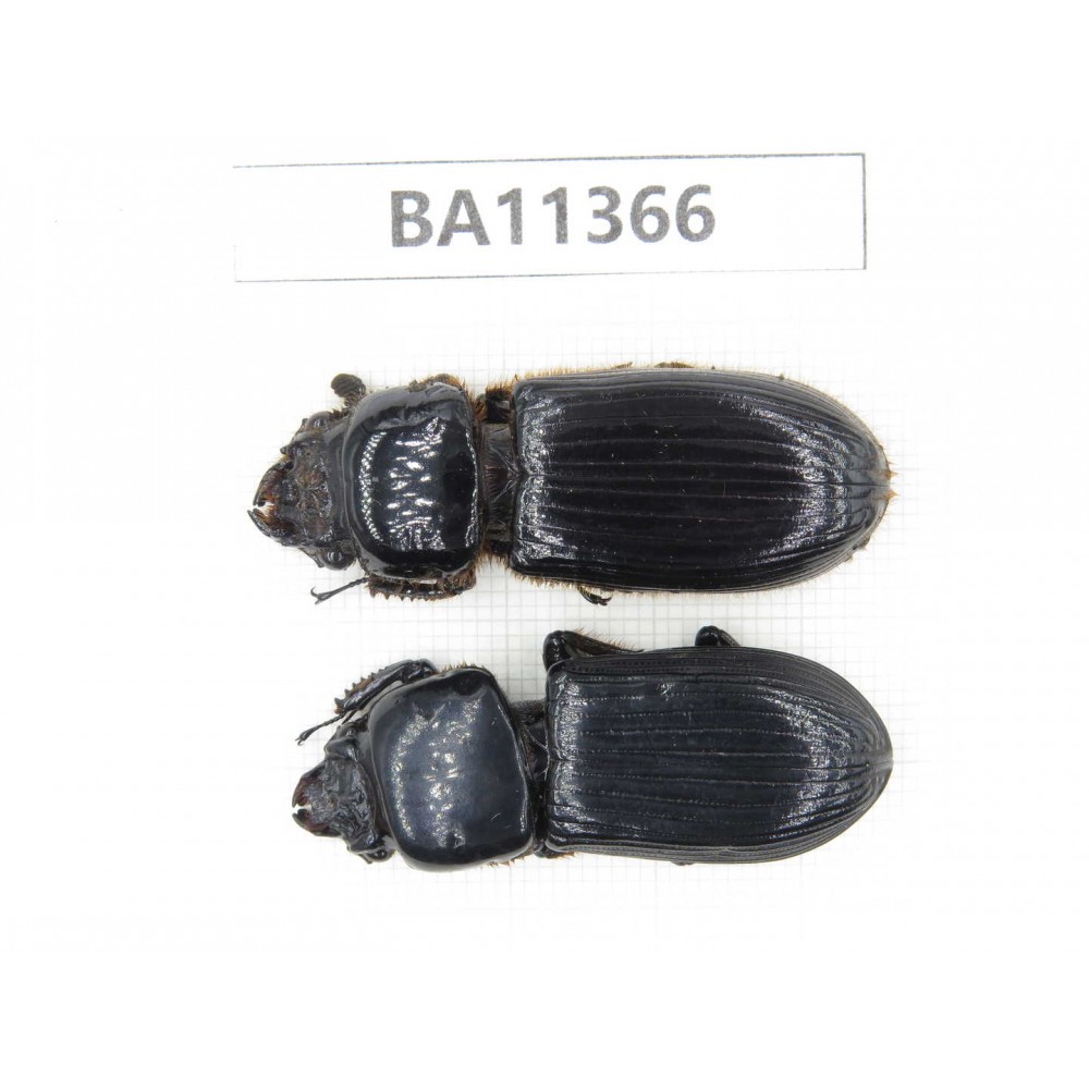 Passalidae sp. China,  Yunnan, Baoshan, Tengchong.  2Pcs. BA11366.