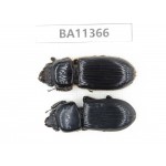 Passalidae sp. China,  Yunnan, Baoshan, Tengchong.  2Pcs. BA11366.