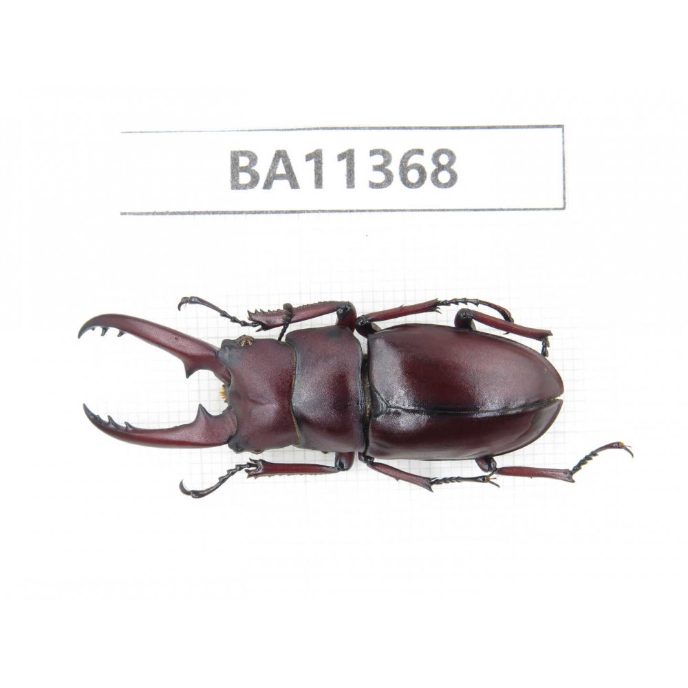 Prosopocoilus sp. China, Yunnan, Baoshan, Tengchong.1M. BA11368.