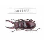 Prosopocoilus sp. China, Yunnan, Baoshan, Tengchong.1M. BA11368.