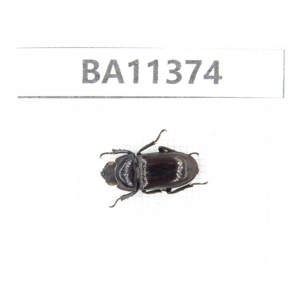 Dorcus sp. China, Yunnan, Dehong, Yingjiang county. 1F. BA11374.