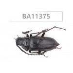 Cerambycidae sp. China,  Yunnan, Dehong, Yingjiang county. 1Pcs. BA11375.