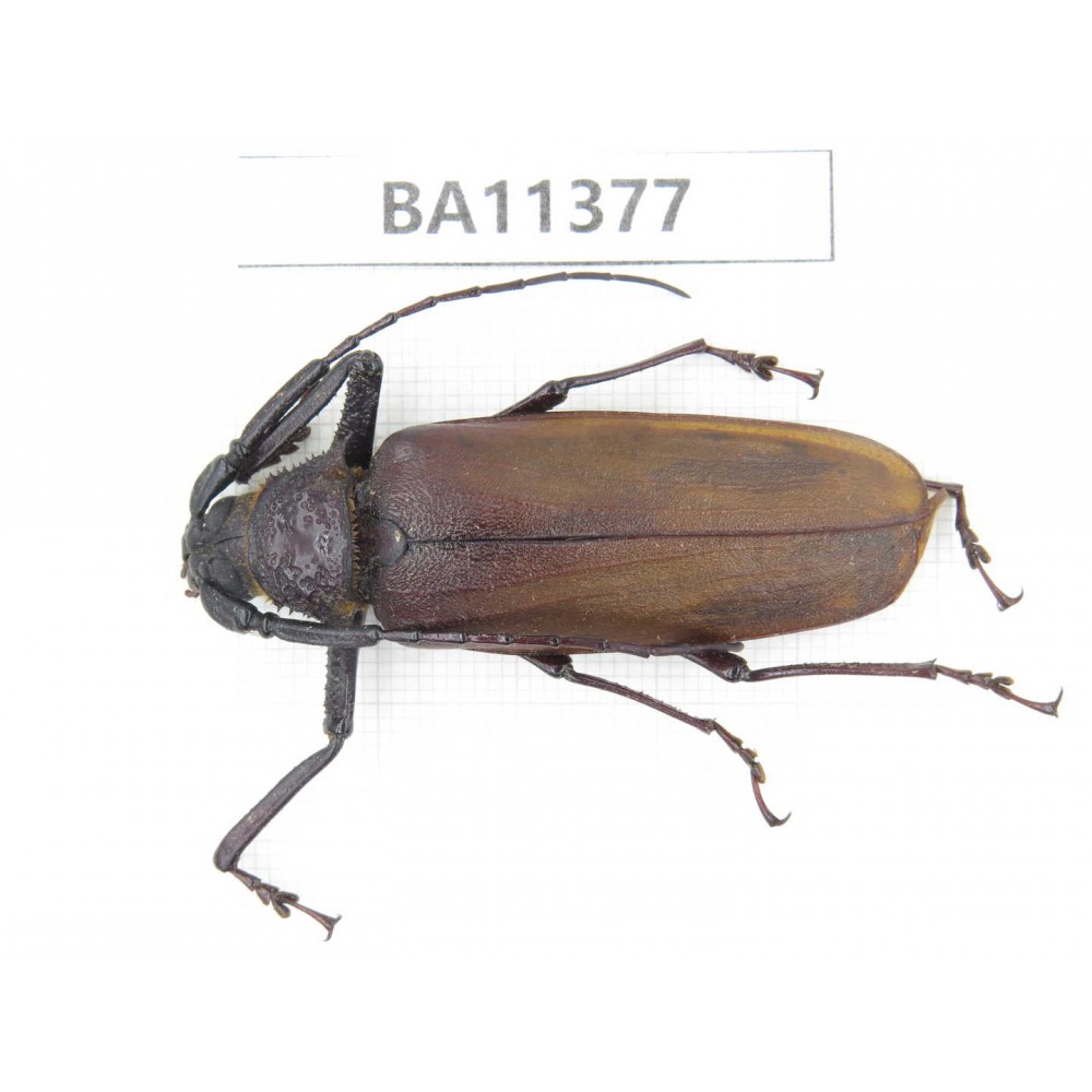Cerambycidae sp. China,  Yunnan, Dehong, Yingjiang county. 1Pcs. BA11377.