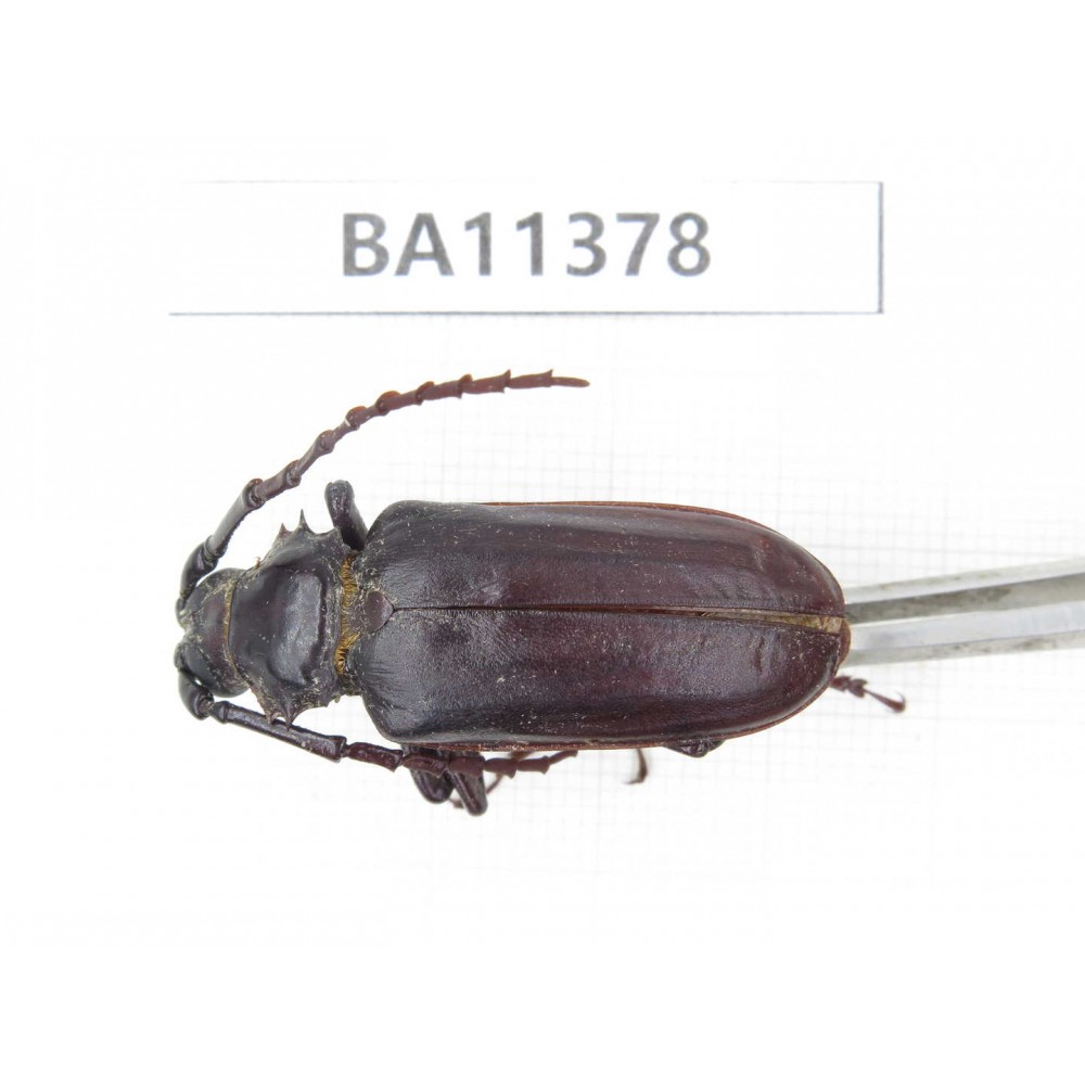 Cerambycidae sp. China,  Yunnan, Dehong, Yingjiang county. 1Pcs. BA11378.