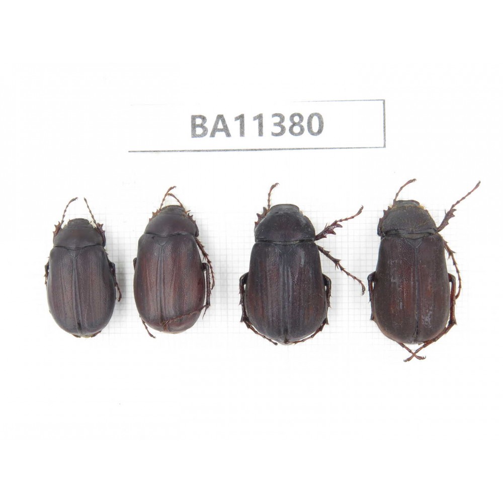 Melolonthidae sp. China, Yunnan, Dehong, Yingjiang county. 4Pcs. BA11380.