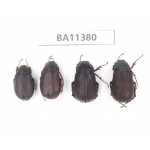 Melolonthidae sp. China, Yunnan, Dehong, Yingjiang county. 4Pcs. BA11380.