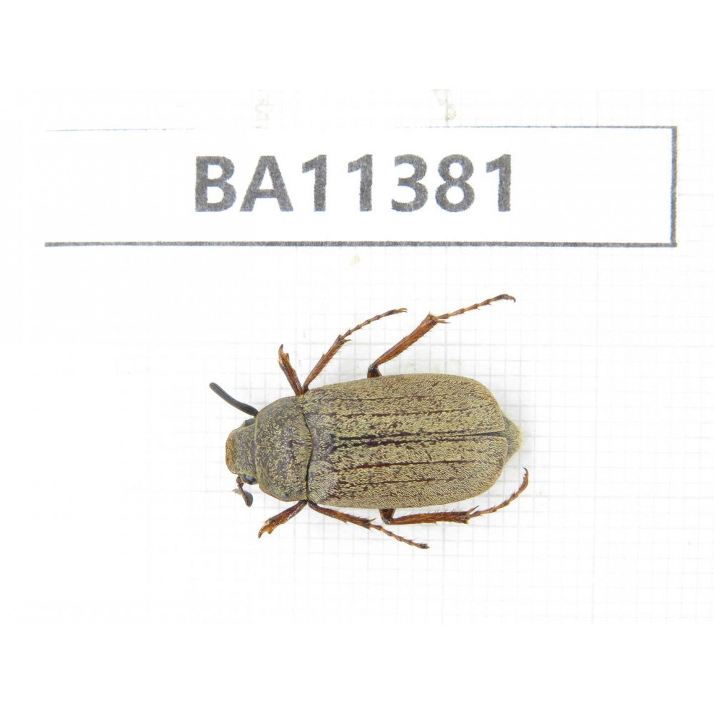 Melolonthidae sp. China, Yunnan, Dehong, Yingjiang county. 1Pcs. BA11381.