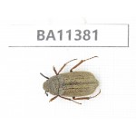 Melolonthidae sp. China, Yunnan, Dehong, Yingjiang county. 1Pcs. BA11381.
