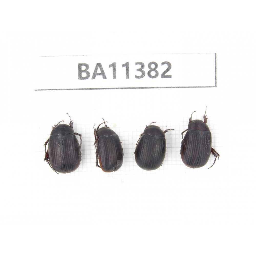 Melolonthidae sp. China, Yunnan, Dehong, Yingjiang county. 4Pcs. BA11382.