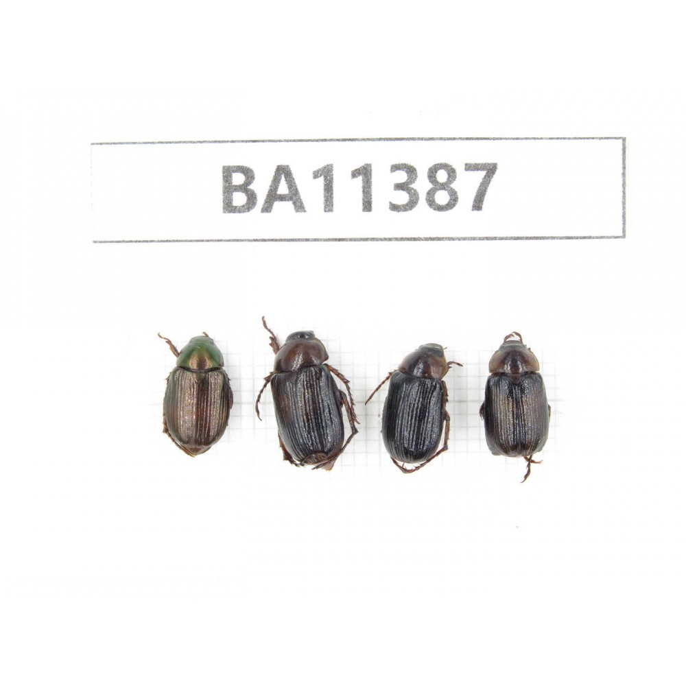Rutelidae sp. China, Yunnan, Dehong, Yingjiang county.4Pcs. BA11387.