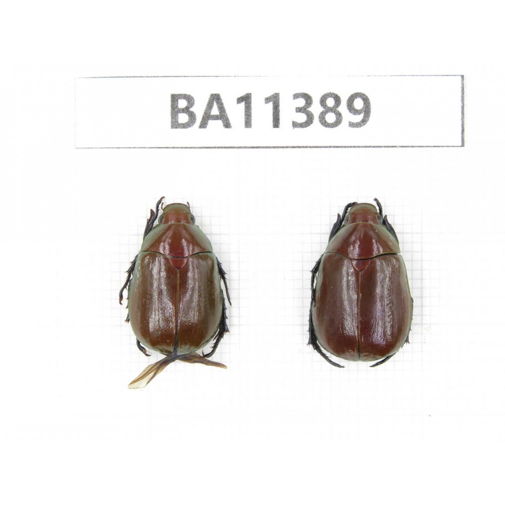 Rutelidae sp. China, Yunnan, Dehong, Yingjiang county.2Pcs. BA11389.