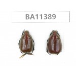 Rutelidae sp. China, Yunnan, Dehong, Yingjiang county.2Pcs. BA11389.