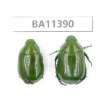 Rutelidae sp. China, Yunnan, Dehong, Yingjiang county.2Pcs. BA11390.
