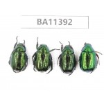 Rutelidae sp. China, Yunnan, Dehong, Yingjiang county. 4Pcs. BA11392.