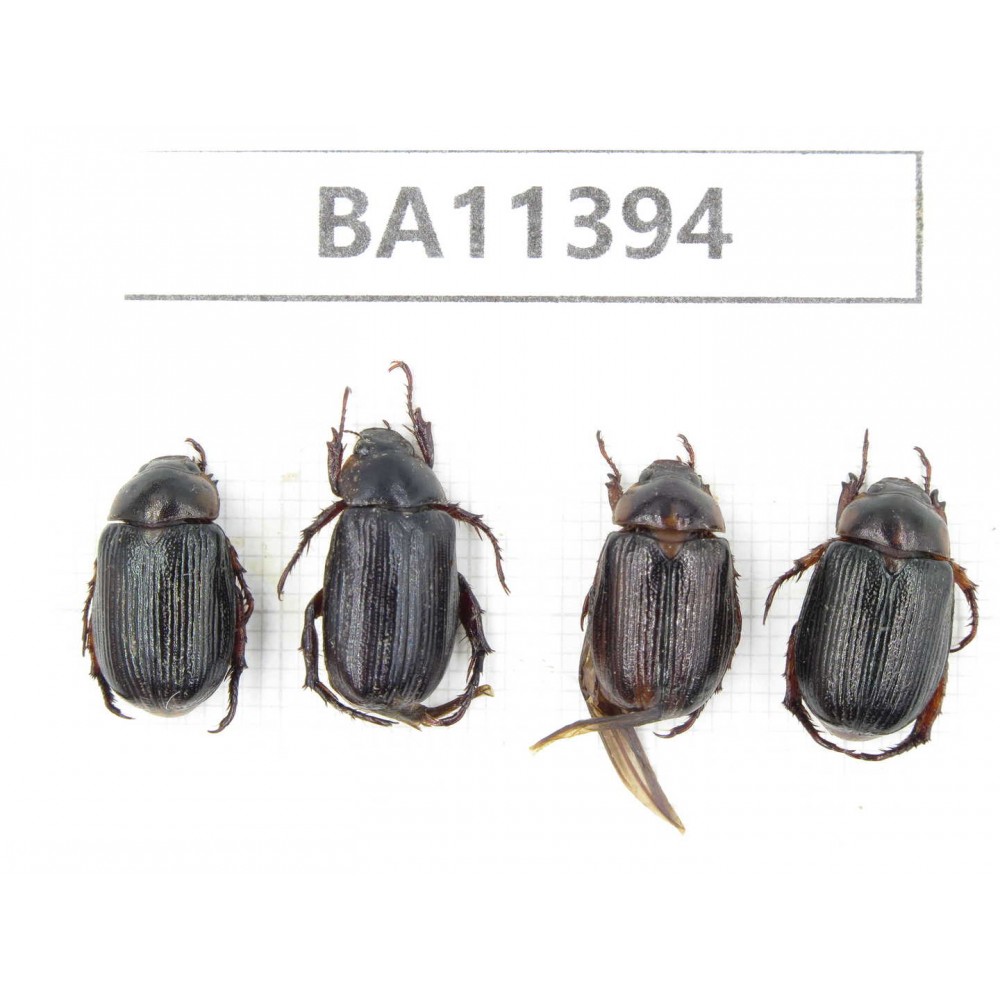 Rutelidae sp. China, Yunnan, Dehong, Yingjiang county. 4Pcs. BA11394.