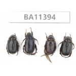 Rutelidae sp. China, Yunnan, Dehong, Yingjiang county. 4Pcs. BA11394.