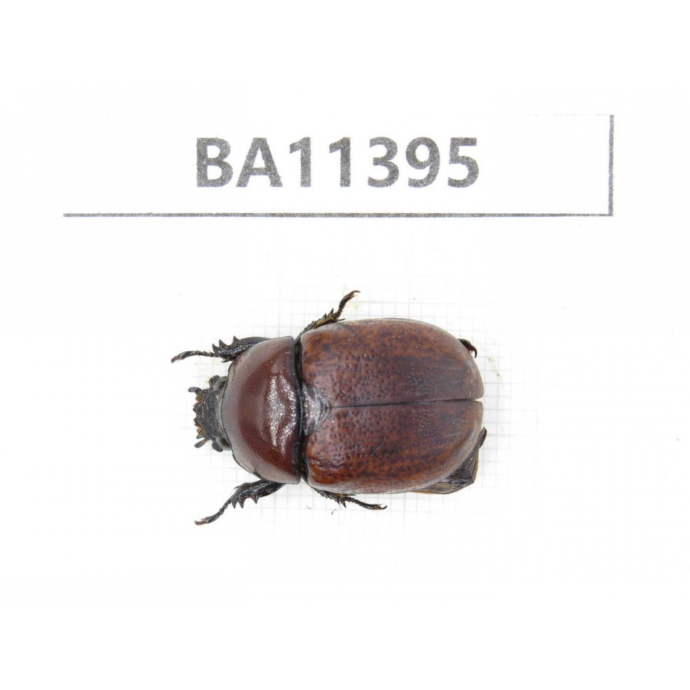 Rutelidae sp. China, Yunnan, Dehong, Yingjiang county. 1Pcs. BA11395.
