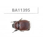 Rutelidae sp. China, Yunnan, Dehong, Yingjiang county. 1Pcs. BA11395.