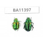 Rutelidae sp. China, Yunnan, Dehong, Yingjiang county. 2Pcs. BA11397.