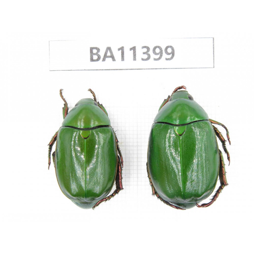Rutelidae sp. China, Yunnan, Dehong, Yingjiang county. 2Pcs. BA11399.