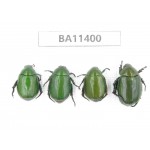 Rutelidae sp. China, Yunnan, Dehong, Yingjiang county. 4Pcs. BA11400.