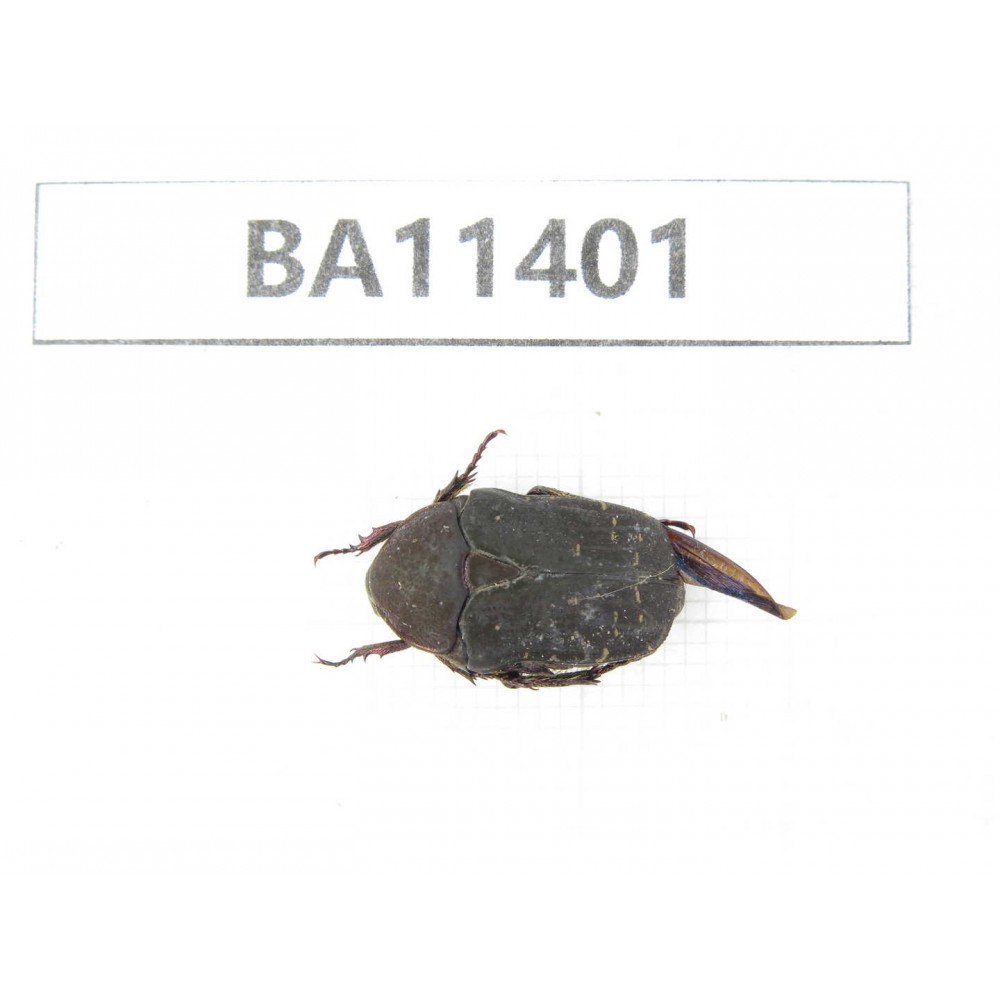 Cetoniidae sp. China, Yunnan, Dehong, Yingjiang county. 1Pcs. BA11401.