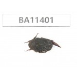 Cetoniidae sp. China, Yunnan, Dehong, Yingjiang county. 1Pcs. BA11401.