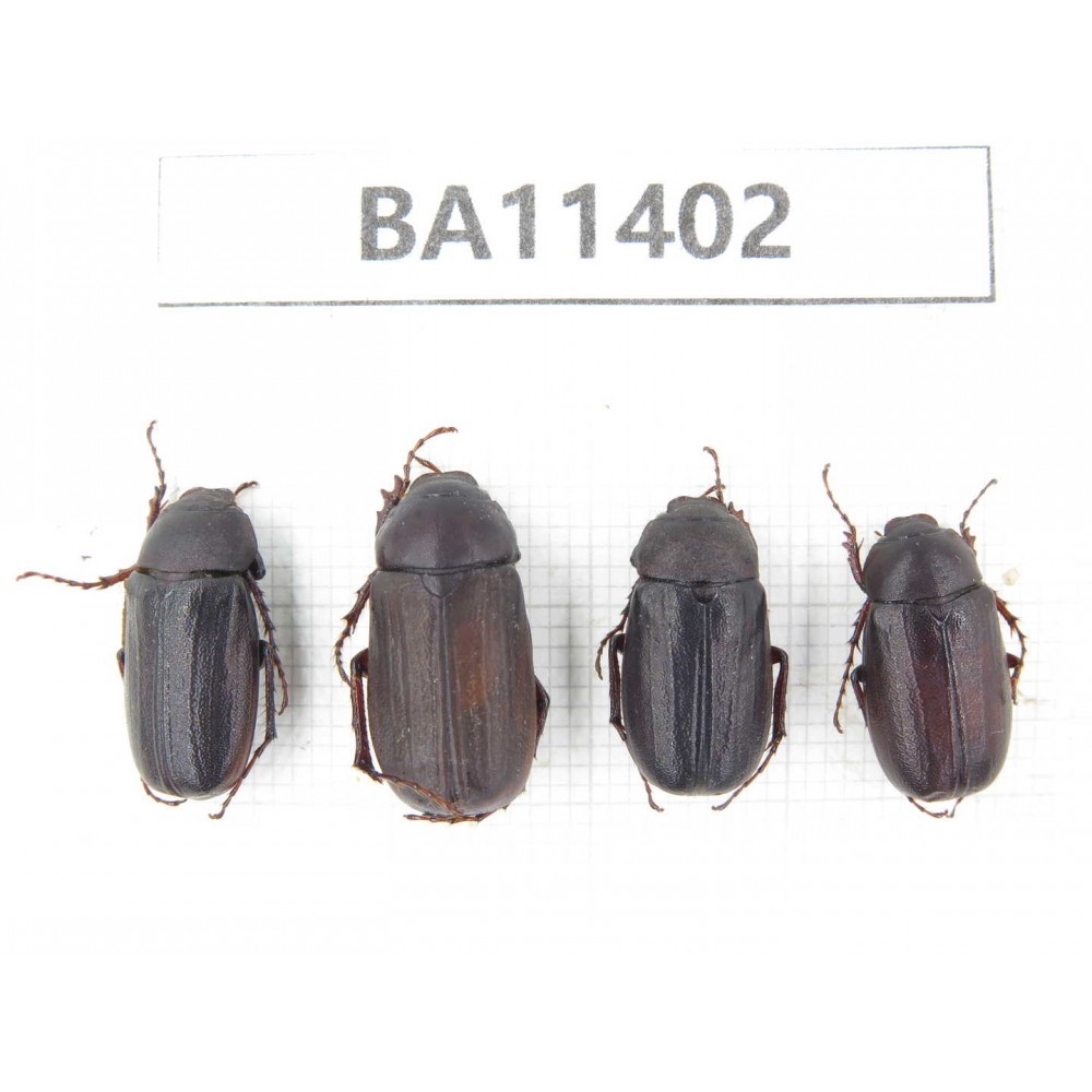 Melolonthidae sp. China, Yunnan, Dehong, Yingjiang county. 4Pcs. BA11402.