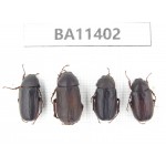 Melolonthidae sp. China, Yunnan, Dehong, Yingjiang county. 4Pcs. BA11402.
