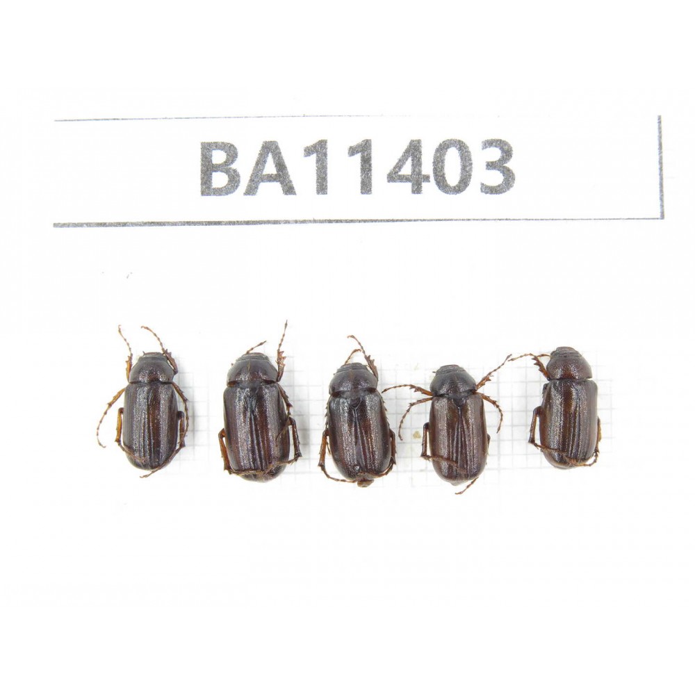 Melolonthidae sp. China, Yunnan, Dehong, Yingjiang county. 5Pcs. BA11403.